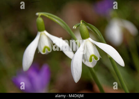 common snowdrop with crocus in the background Stock Photo