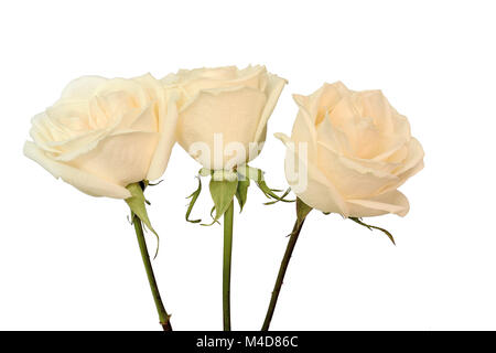 Three creamy roses on white Stock Photo
