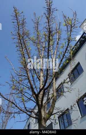 Acer platanoides 'Columnare' Stock Photo - Alamy