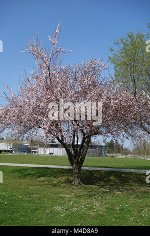 Prunus cerasifera Nigra, Redleaved Cherry Plum Stock Photo