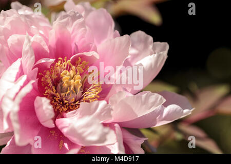 Pink flower on a peony tree called Paeonia suffruticosa Stock Photo