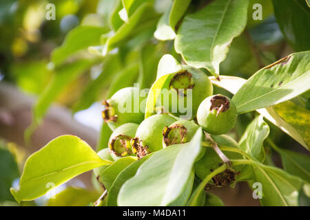 Green guava fruit growing on a tree Stock Photo