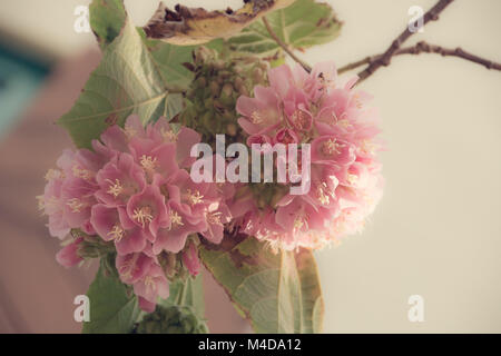 Pink snowball tree, also called Dombeya cayeuxii Stock Photo