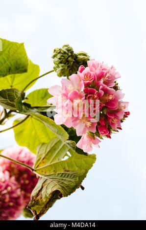 Pink snowball tree, also called Dombeya cayeuxii Stock Photo