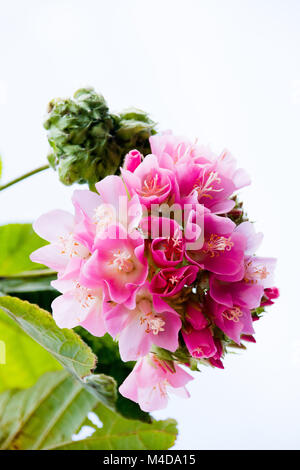 Pink snowball tree, also called Dombeya cayeuxii Stock Photo