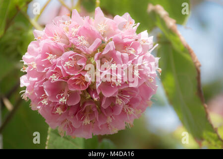 Pink snowball tree, also called Dombeya cayeuxii Stock Photo