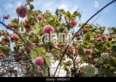 Pink snowball tree, also called Dombeya cayeuxii Stock Photo