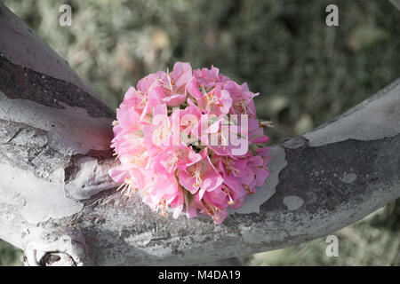 Pink snowball tree, also called Dombeya cayeuxii Stock Photo