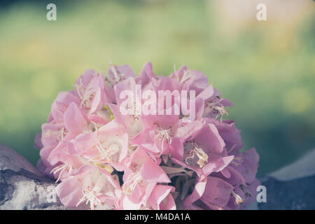 Pink snowball tree, also called Dombeya cayeuxii Stock Photo