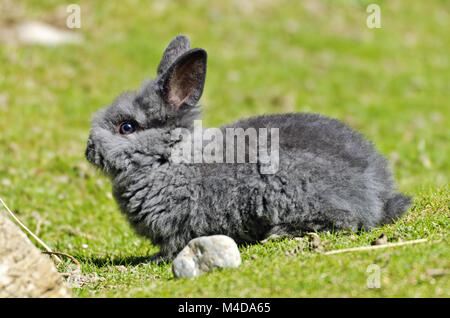 gray pet rabbit Stock Photo