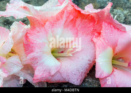 pink flowers gladiolus Stock Photo