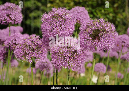 Allium giganteum, Giant Leek Stock Photo