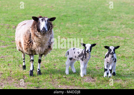 Mother sheep with two newborn lambs in spring Stock Photo