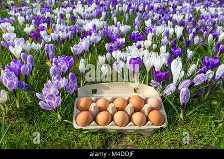 Egg box with chicken eggs in crocuses Stock Photo