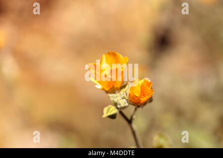 Yellow flower on Palmer’s Indian mallow, Abutilon palmeri Stock Photo