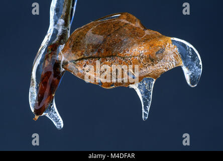 sleet; freezing rain; sleety rain; bud; leaf bud; Stock Photo
