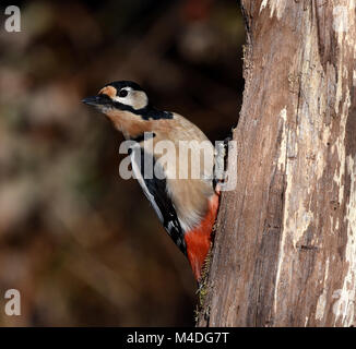 woodpecker; great woodpecker; great spotted woodpecker;