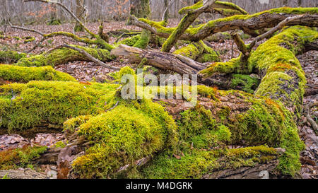 in the forest - green lichen on old trees