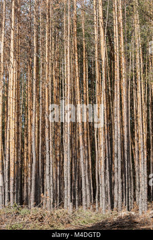 Engraver Beetles (Ips Stock Photo - Alamy