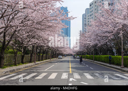 Cherry Blossom at Busan, South Korea Stock Photo