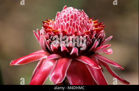 Close up of a Red torch ginger blossom Stock Photo