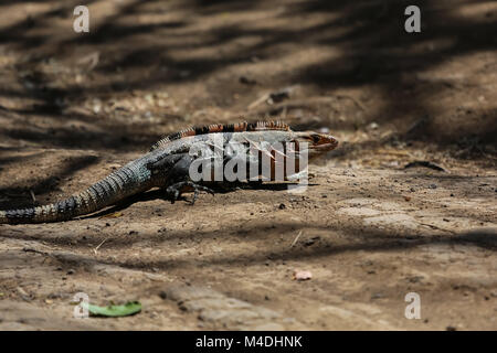 Black spiny tailed iguana on a branch Stock Photo