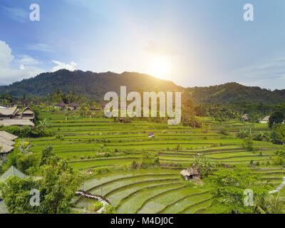 Aerial view from drone on rice terraces. Indonesia. Bali. Stock Photo