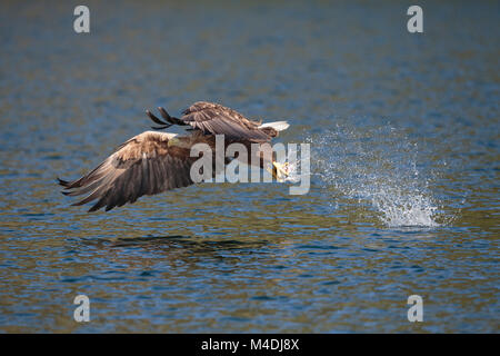 White tailed sea eagle catching fish Stock Photo