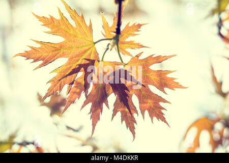 Beautiful young maple leaves on blue sky Stock Photo