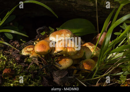 Cluster of Sulphur Tuft fungi growing in Sussex woodland. Stock Photo