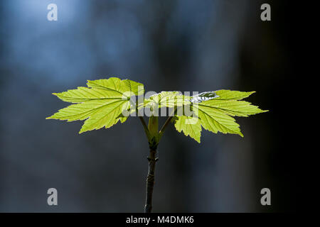 New growth of sycamore leaves in springtime. Stock Photo