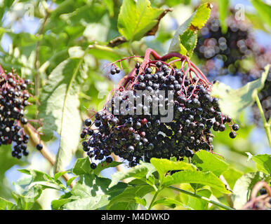 fruits of an european black elder Stock Photo