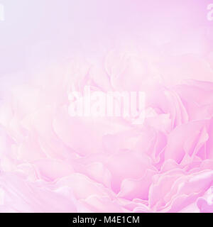 Pink rose petals blur background Stock Photo