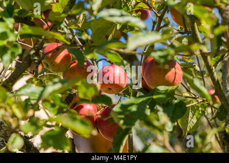 Beautiful Autumn, Red Apples on the Tree Stock Photo