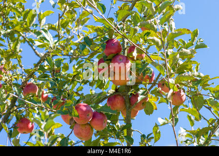 Beautiful Autumn, Red Apples on the Tree Stock Photo