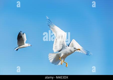 Seagull Stock Photo
