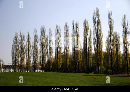 Populus nigra Italica, Fastigiate Black Poplar Stock Photo