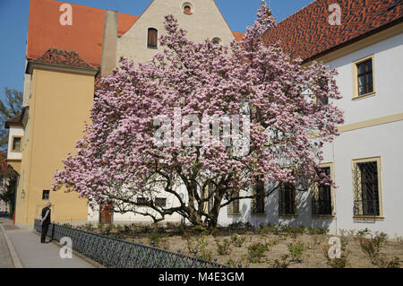 Magnolia soulangiana Nigra, Purple Saucer Magnolia Stock Photo