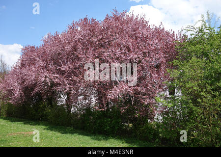 Prunus cerasifera Nigra, Redleaved Cherry Plum Stock Photo