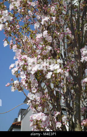 Prunus serrulata Amanogawa, Fastigiate Flowering Cherry Stock Photo