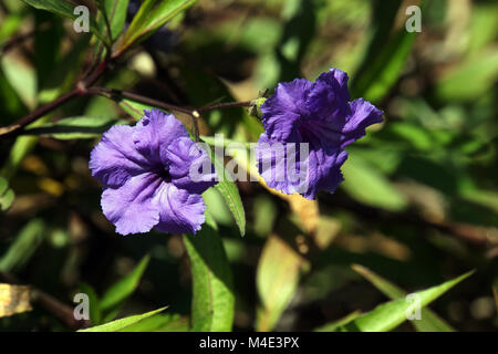 Britton's wild petunia, Mexican petunia, Mexican bluebell Stock Photo