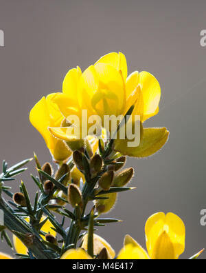 Yellow Flowers on Thorny evergreen Gorse shrub Stock Photo