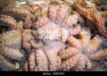 Close view of octopus' tentacle Stock Photo