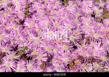 Pink flower on an Ice plant succulent, Carpobrotus edulis Stock Photo