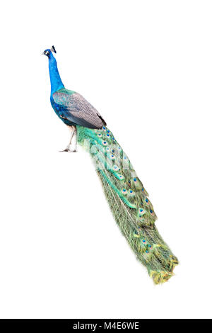peacock isolated on white Stock Photo