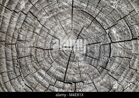 Weathered tree trunk surface closeup Stock Photo