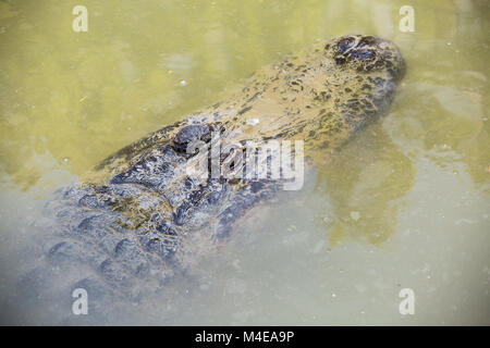 Crocodile in Hamat Gader, Israel . Stock Photo