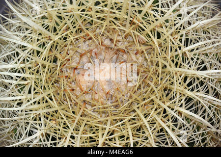 close up of golden barrel cactus plant Stock Photo