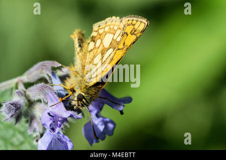 Arctic skipper on a catmint Stock Photo