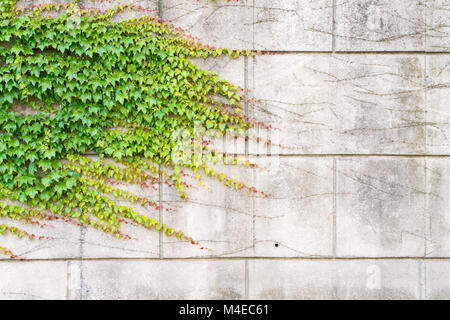 ivy growing on wall Stock Photo